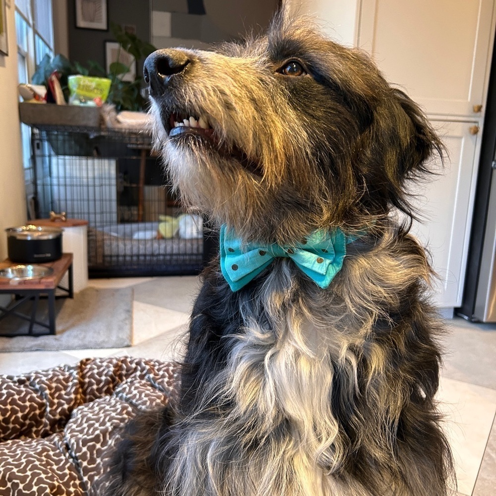 Handmade Polka Dotted Dog Scarf & Bow Tie Size M (18”)
